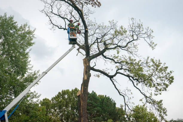 Best Tree Health Inspection  in South Duxbury, MA